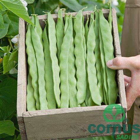 Diagram prikazuje postavitev opore za visoki fižol (lesene prekle ali žičnica).