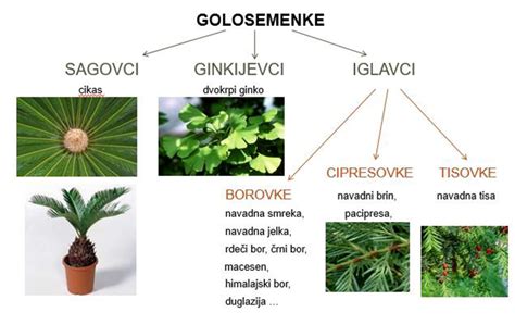 fotografija cvetov macesna (moških in ženskih storžev)