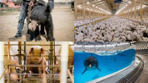 Infographic or photo illustrating poor conditions on a chicken farm, focusing on animal welfare issues