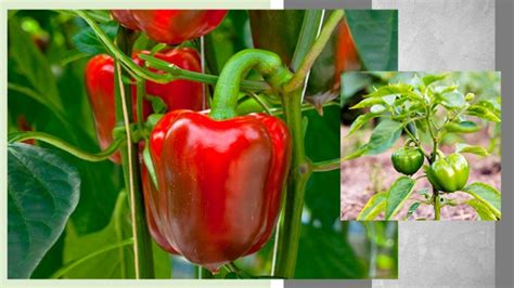 Prikaz odcejanja paprik v gazi nad loncem