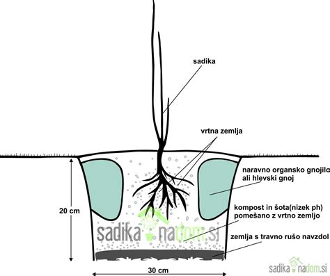 Ilustracija rastline sladkega korena s poudarkom na listih in cvetovih