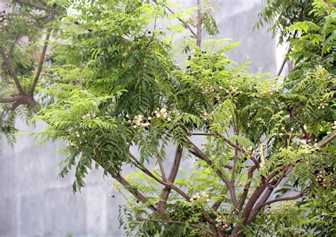 The Murraya koenigii plant, also known as curry tree, with dark green, glossy leaves and small white flowers.