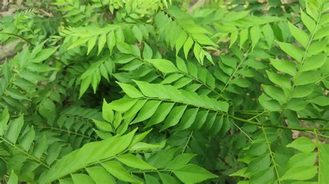 Infographic comparing curry leaves (Murraya koenigii) with curry powder (spice blend), highlighting their different origins, uses, and flavor profiles.