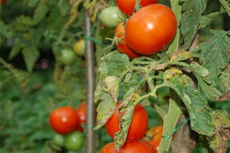 Fotografija: Peronospora na listu krompirja ali paradižnika