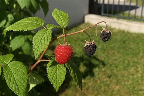 shema nanosa malin na skutino maso pred peko