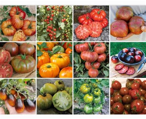 Slika različnih vrst paradižnika in svežega zelja