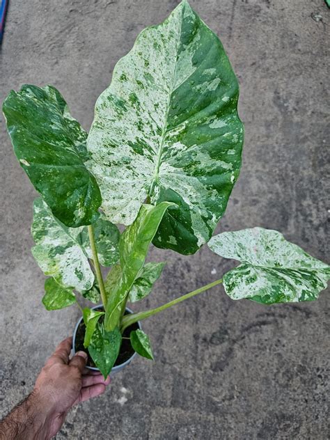 Fotografija Alocasia 'Camouflage' z detajli listov in izrazitimi vzorci