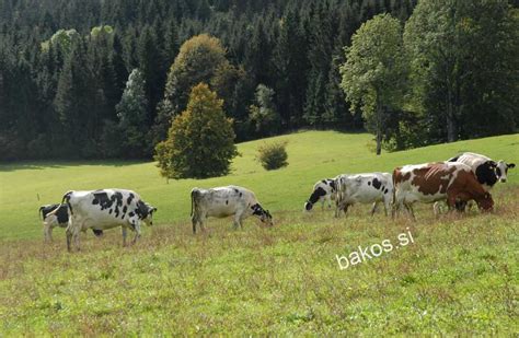 fotografija kmetije Matk z živalmi in idilično okolico