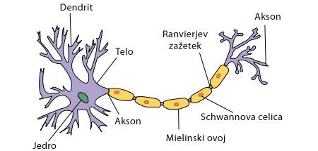 Ilustracija, ki prikazuje centralni živčni sistem in mielinsko ovojnico okoli živčnih vlaken, s poudarkom na mestih, kjer pride do vnetja in poškodb pri multipli sklerozi.