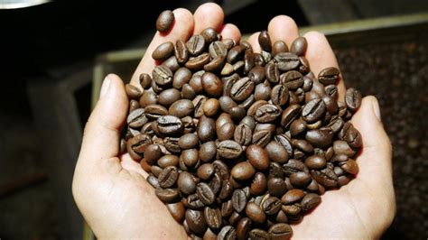 Ilustracija zrna kave, ki prikazuje celoten proces od pridelave do priprave napitka.