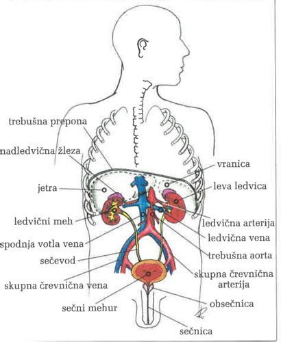 Shema priprave odojka s pivsko steklenico v trebušni votlini