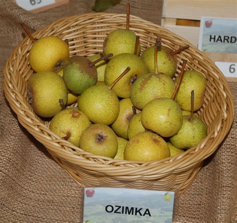 Infografika izdelkov iz hrušk Domačije Firbas