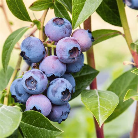 Infographic comparing European and American blueberries
