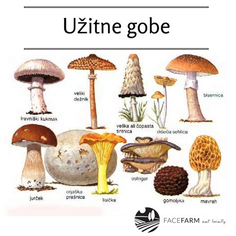 Ilustracija različnih užitnih in pogojno užitnih gob
