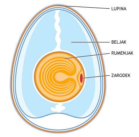 Ilustracija anatomije kokošjega jajca z označenimi deli: rumenjak, beljak, lupina, membrane, zračni mehurček, zarodni mehurček.