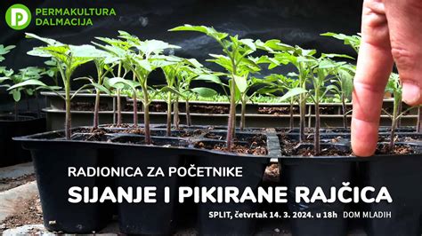 Shema pravilnega pikiranja sadik paprike