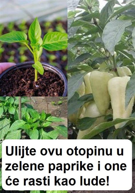 Infografika o pravilnem zalivanju paprike skozi različne faze rasti