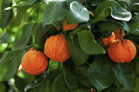 Thematic photo of bitter oranges, possibly Seville oranges