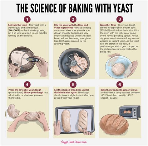 Infographic: How yeast works in dough