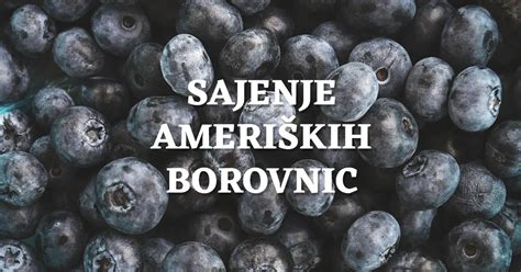 Infografika o hranilni vrednosti ameriških borovnic