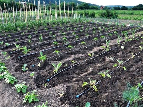 Kapljični sistem za namakanje paprik