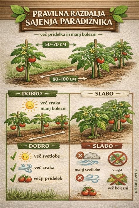Infografika: Koraki izdolbenja paradižnika in prihranjevanja notranjosti